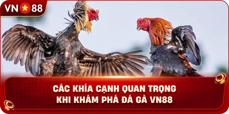 Đá Gà VN88 – Khám Phá Không Gian Giải Trí Trực Tuyến Hấp Dẫn - PLAY429.BUZZ