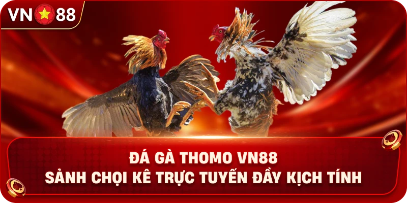 Đá Gà Thomo VN88 – Sảnh Chọi Kê Trực Tuyến Đầy Kịch Tính - PLAY429.BUZZ