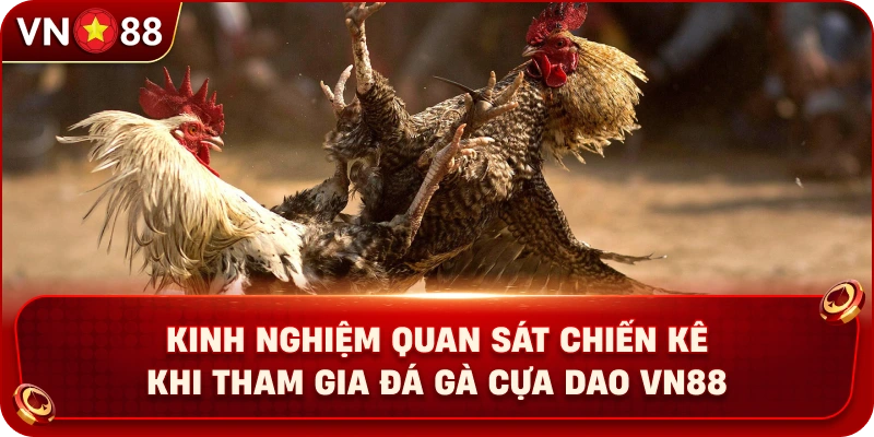 Đá Gà Cựa Dao VN88 – Khám Phá Sàn Đấu Kịch Tính Với Chiến Kê - PLAY429.BUZZ