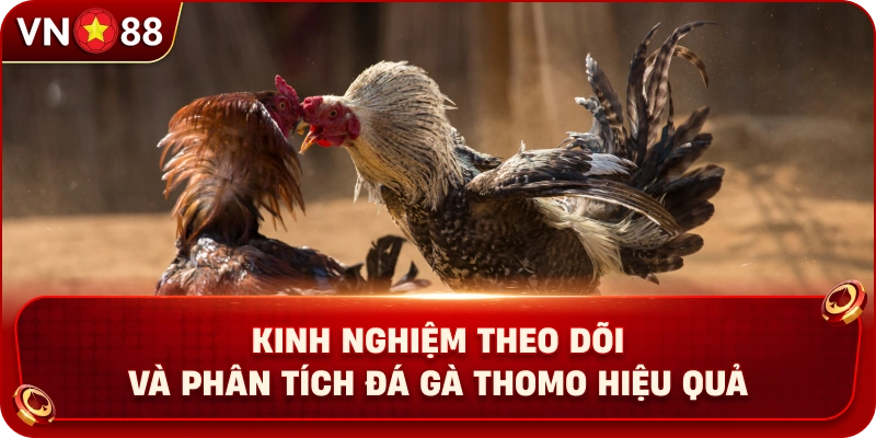 Đá Gà Thomo VN88 – Sảnh Chọi Kê Trực Tuyến Đầy Kịch Tính - PLAY429.BUZZ