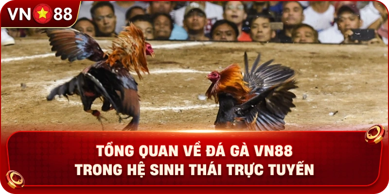 Đá Gà VN88 – Khám Phá Không Gian Giải Trí Trực Tuyến Hấp Dẫn - PLAY429.BUZZ